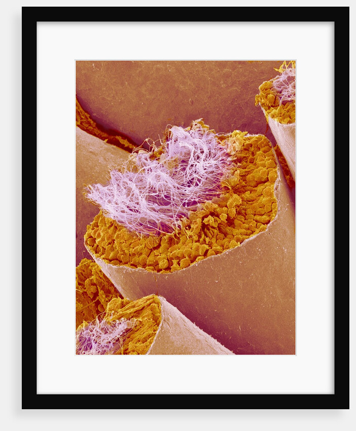 Sperm in Testis of a Rat by Anonymous