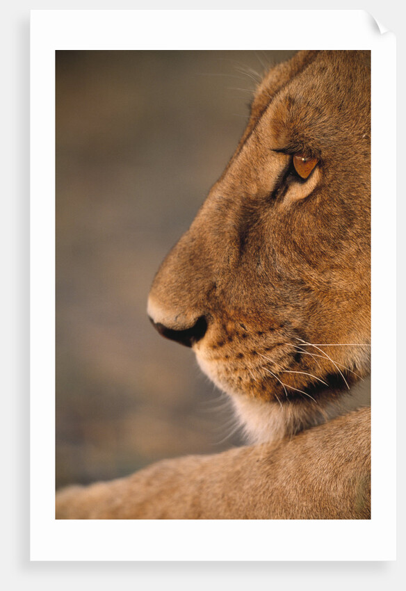 Lion Cub at Dawn, Botswana by Anonymous