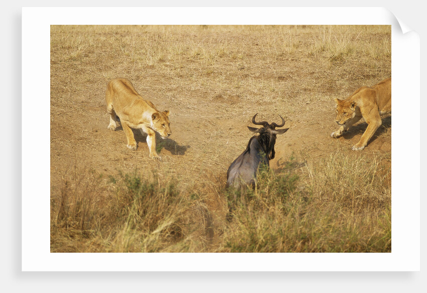 Lions Hunting a Wildebeest by Anonymous