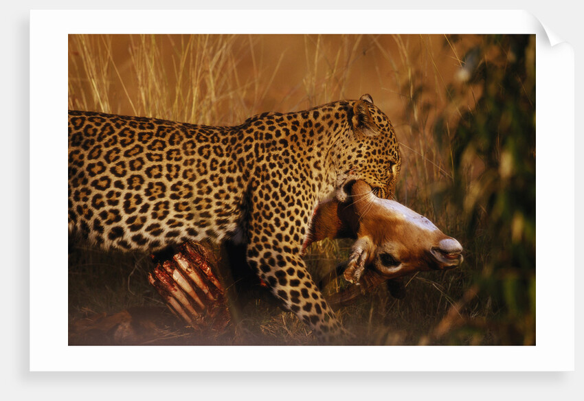 Leopard with Impala Kill by Anonymous