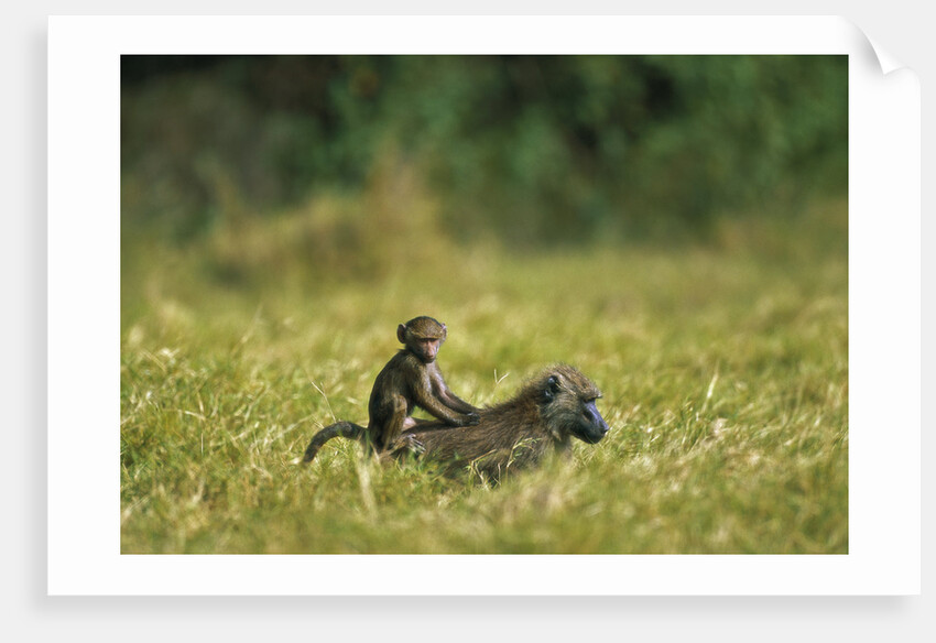 Chacma Baboons in Grass by Anonymous