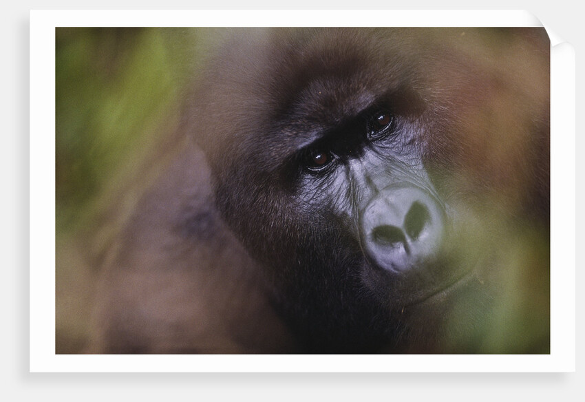 Close-up of Mountain Gorilla by Anonymous
