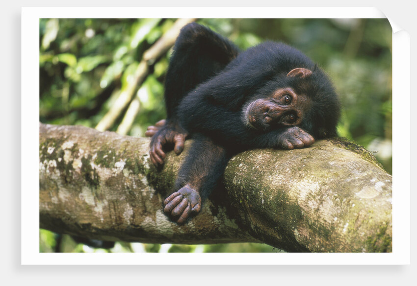 Chimpanzee Lying on Branch by Anonymous