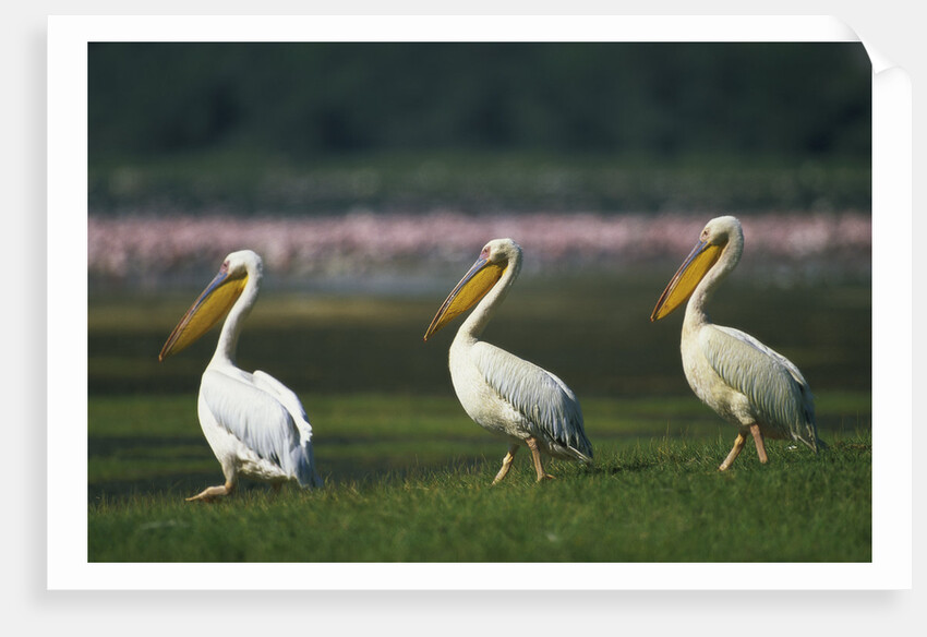 Row of White Pelicans by Anonymous