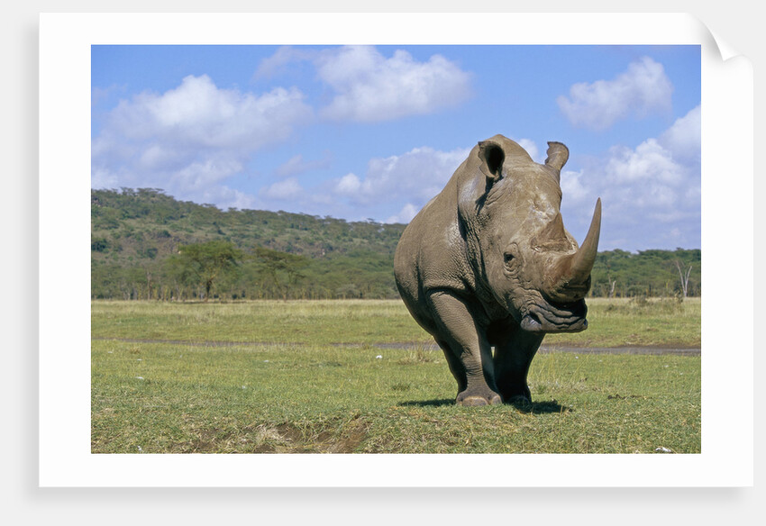 White Rhinoceros in Meadow by Anonymous