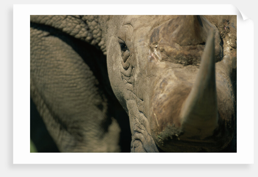 Close-up of White Rhinoceros by Anonymous