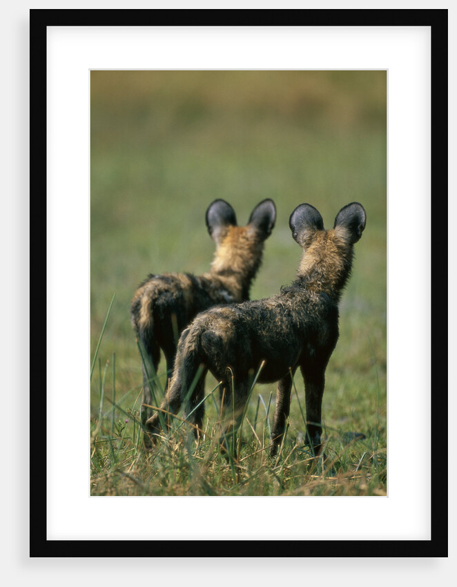Close-up of Wild Dogs by Anonymous