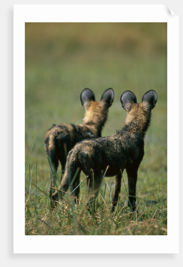 Close-up of Wild Dogs by Anonymous