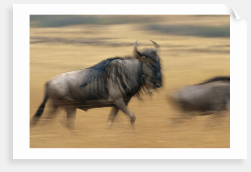 Wildebeest Running in Grass by Anonymous