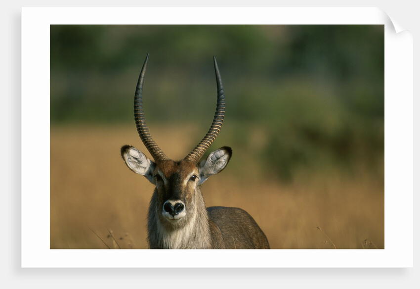 Close-up of Waterbuck by Anonymous