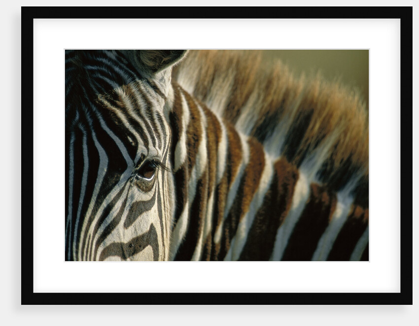 Close-up of Plains Zebra by Anonymous