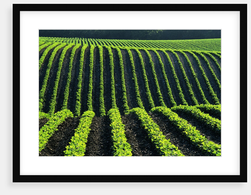 Bean Field by Anonymous