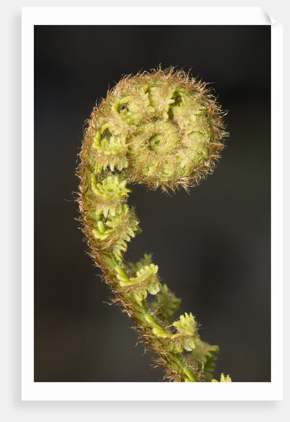 Close-up of Fern Fiddlehead by Anonymous
