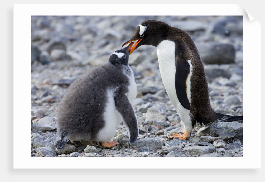 Gentoo Penguin Feeding Young by Anonymous