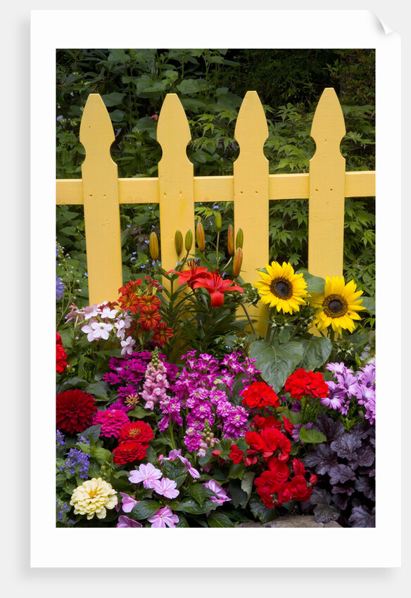 Flower Garden and Picket Fence by Anonymous