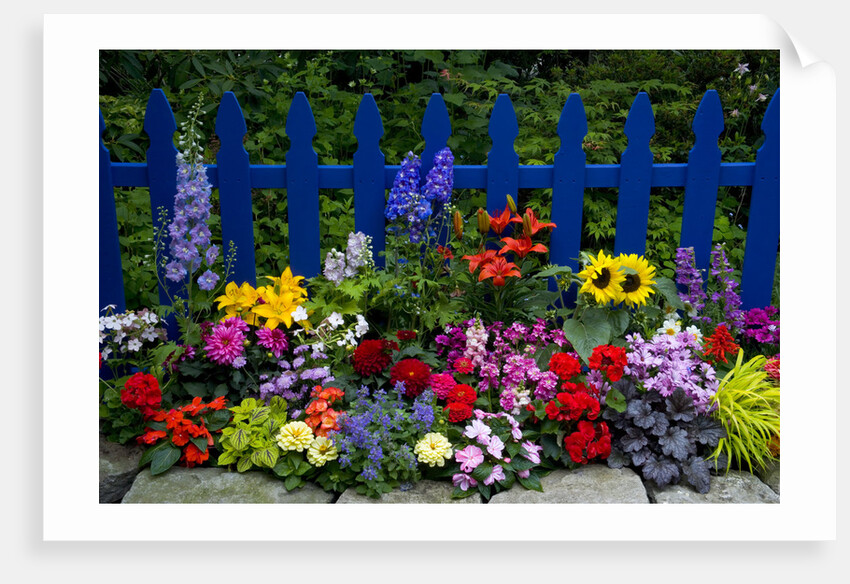Flower Garden and Picket Fence by Anonymous