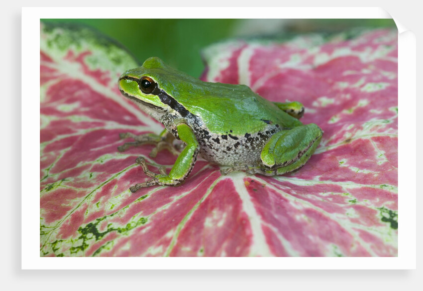 Pacific Tree Frog on Caladium Leaf by Anonymous