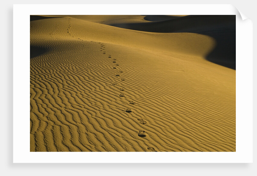 Footprints in Sand Dunes by Anonymous