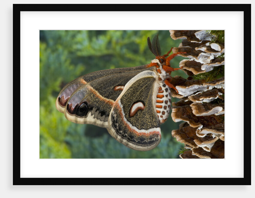 Cecropia Moth on Mushroom-Covered Tree by Anonymous