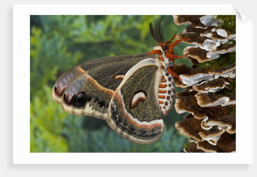 Cecropia Moth on Mushroom-Covered Tree by Anonymous