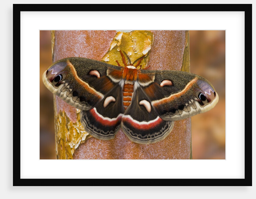 Cecropia Moth on Tree Trunk by Anonymous