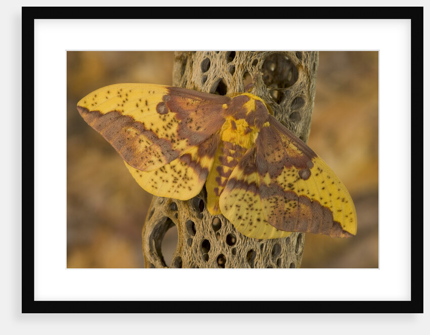 Imperial Moth on Dead Cactus Branch by Anonymous