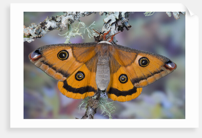 Calosaturnia Moth on Lichen-Covered Branch by Anonymous