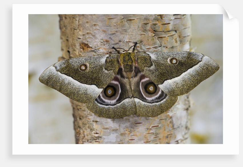 Gonimbrasia Moth on Tree Trunk by Anonymous