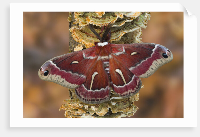 Hyalophora Moth on Mushroom-Covered Tree by Anonymous