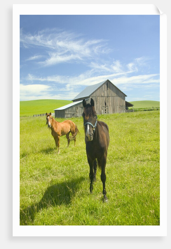 Horses and Barn in Prairie by Anonymous