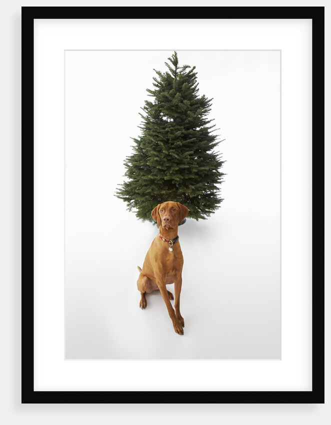 Dog Sitting in Front of Christmas Tree by Anonymous