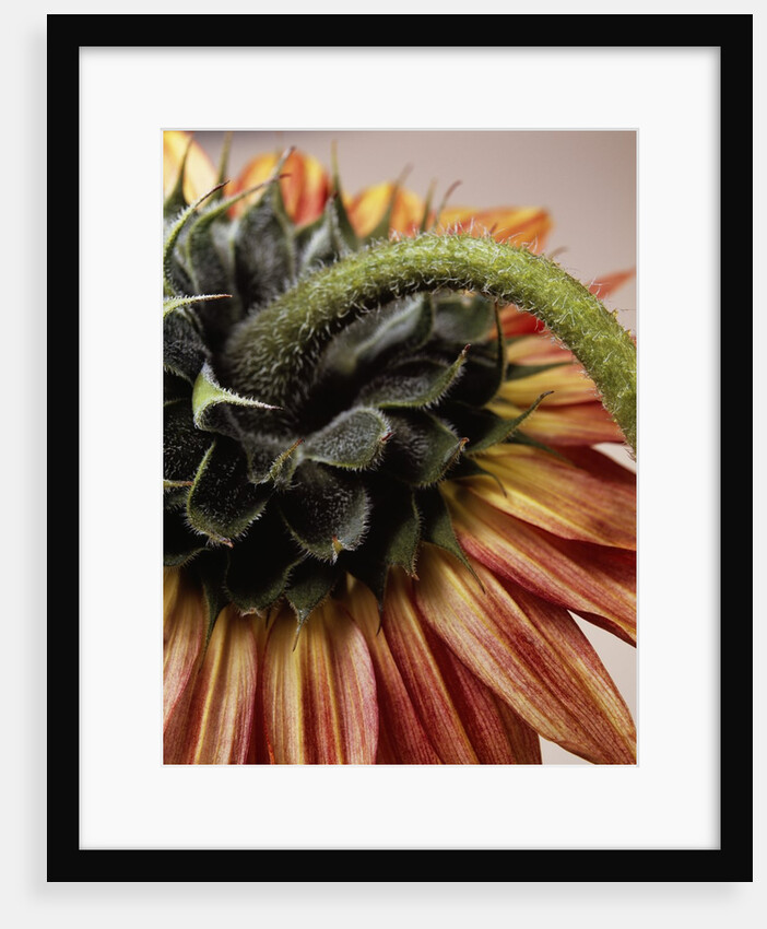 Close-up of the back of a Sunflower by David Roseburg