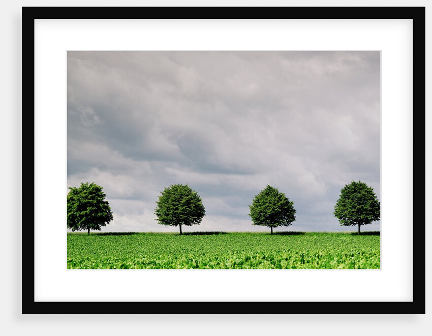 Cloudy Sky and Row of Trees in Countryside by Anonymous