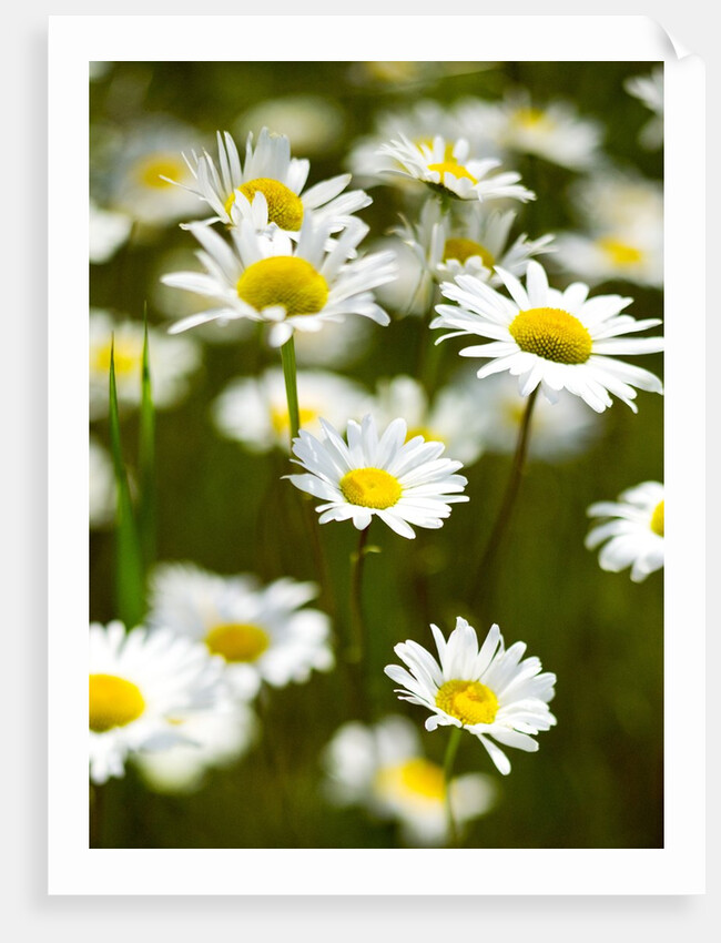 Summer Flowers by Anonymous
