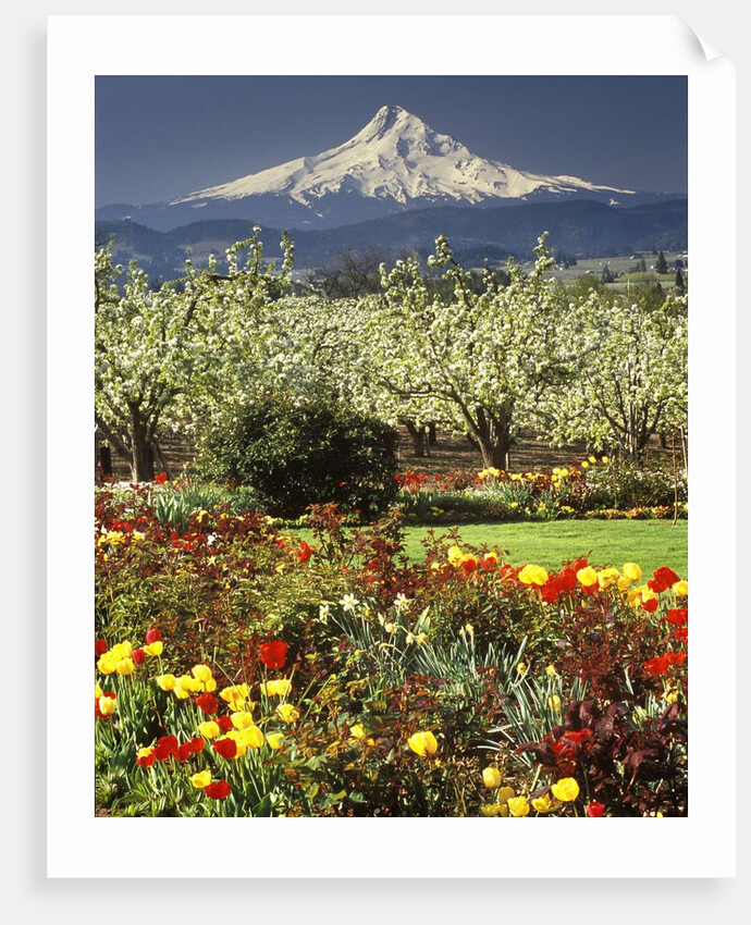 Tulips and Pear Orchard Below Mt. Hood by Anonymous