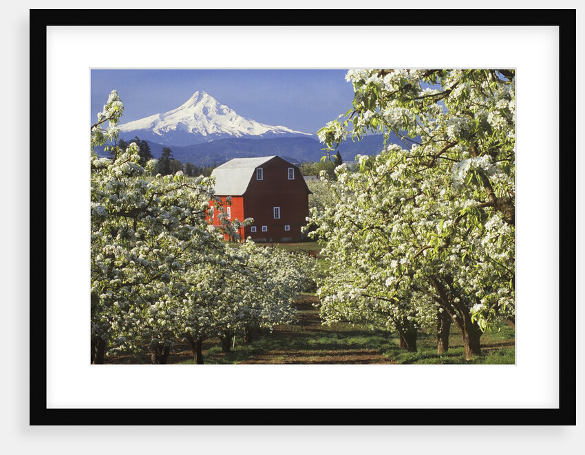 Barn in Orchard Below Mt. Hood by Anonymous