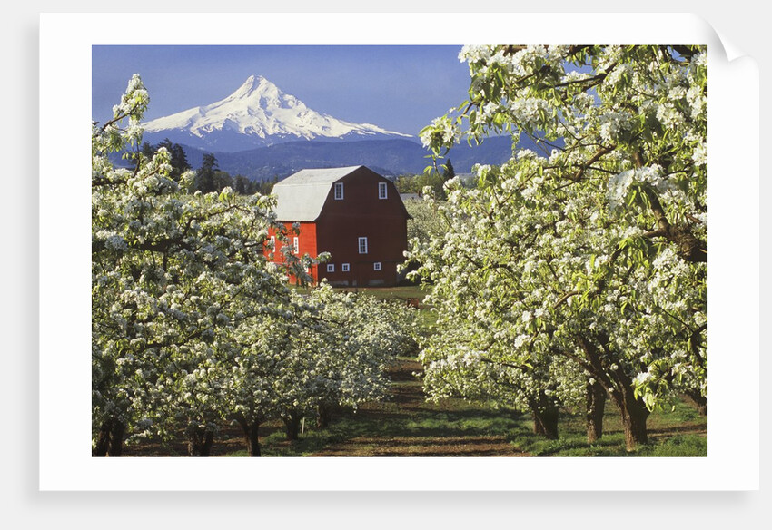 Barn in Orchard Below Mt. Hood by Anonymous