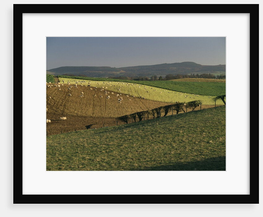 Sheep Grazing in Agricultural Fields in Northumberland by Anonymous