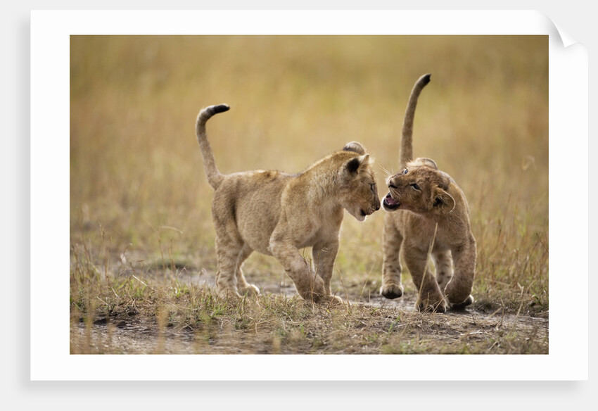 Lion Cubs, Masai Mara Game Reserve, Kenya by Anonymous