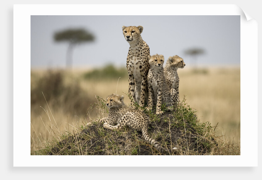 Cheetah and cubs, Masai Mara Game Reserve, Kenya by Anonymous