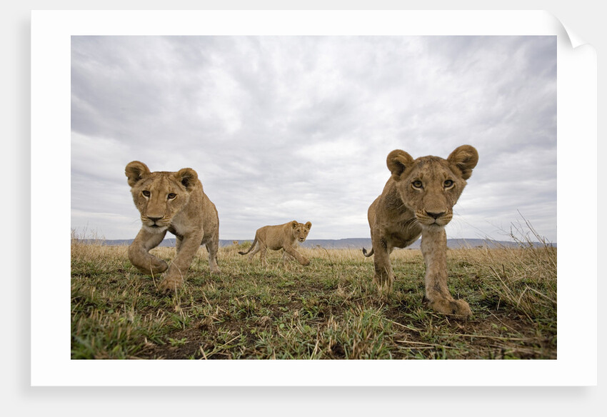 Lion Cubs in Masai Mara Game Reserve, Kenya by Anonymous