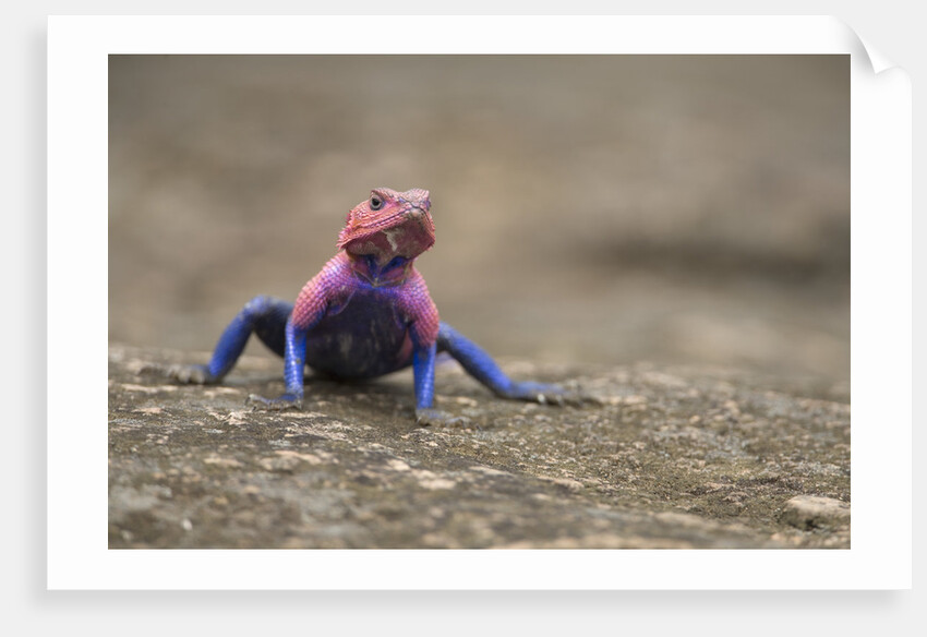 Red Headed Agama Lizard in Serengeti National Park, Tanzania by Anonymous
