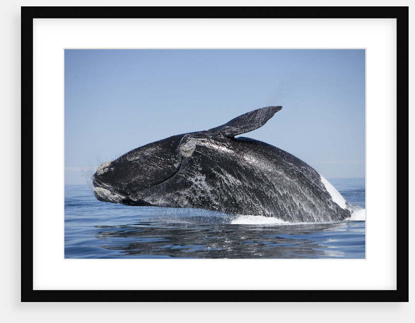 Southern Right Whale off Peninsula Valdes, Patagonia by Anonymous