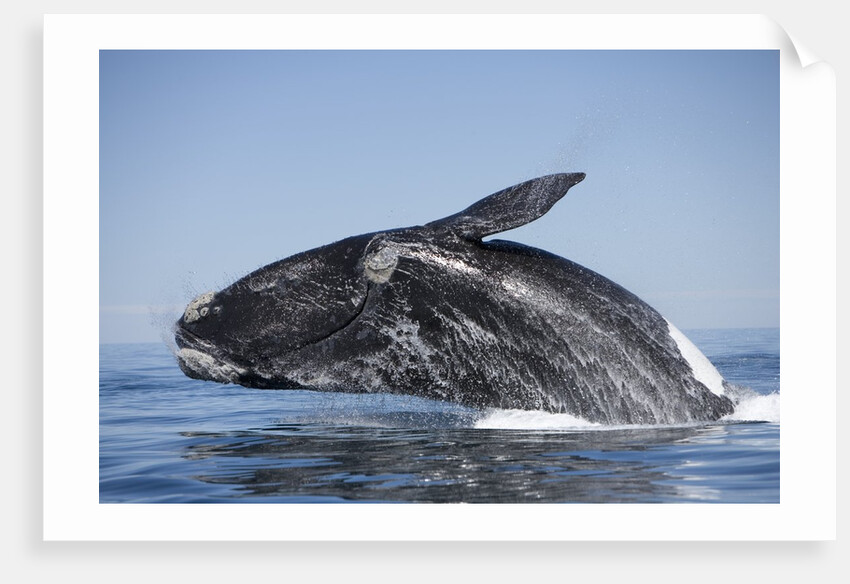 Southern Right Whale off Peninsula Valdes, Patagonia by Anonymous