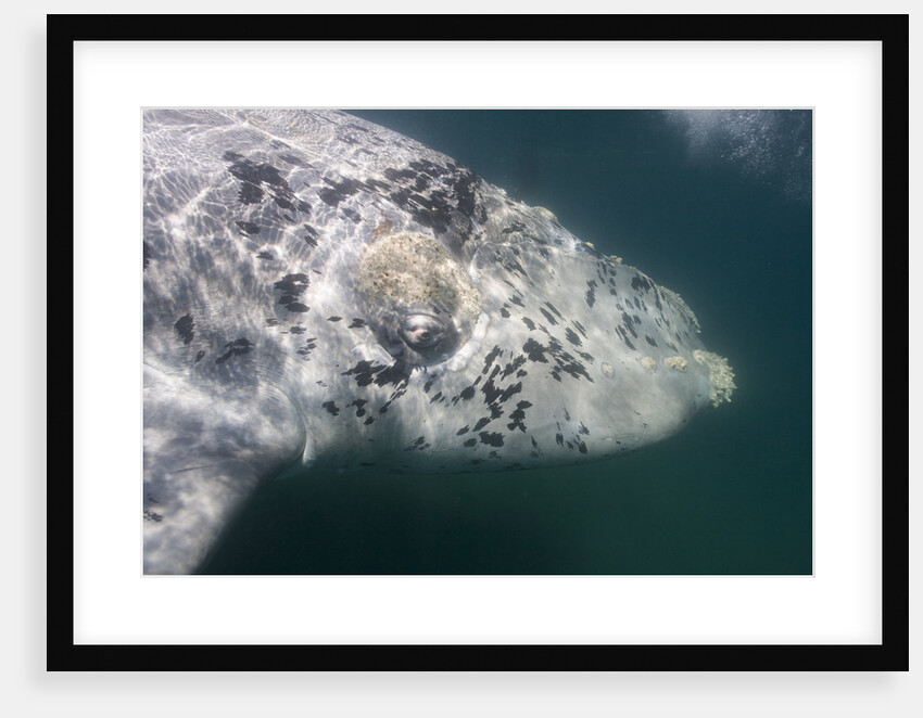 Southern Right Whale off Peninsula Valdes, Patagonia by Anonymous