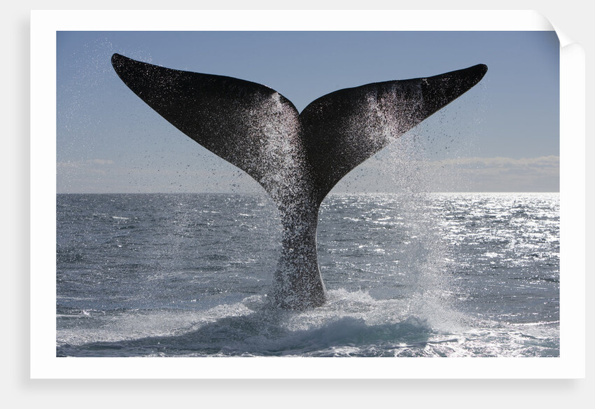 Southern Right Whale off Peninsula Valdes, Patagonia by Anonymous