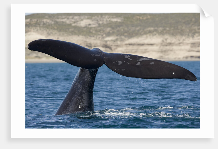 Southern Right Whale off Peninsula Valdes, Patagonia by Anonymous