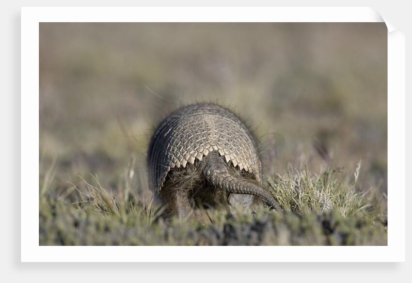 Armadillo in Patagonia, Argentina by Anonymous