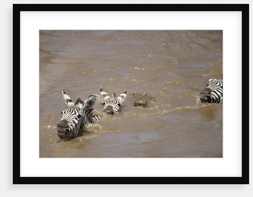 Nile Crocodile Hunting Zebra Crossing River in Masai Mara, Kenya by Anonymous