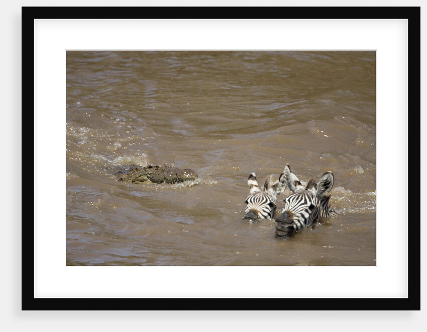 Nile Crocodile Hunting Zebra Crossing River in Masai Mara, Kenya by Anonymous
